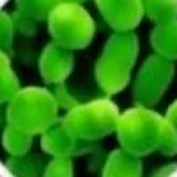 Lactic Acid Bacteria